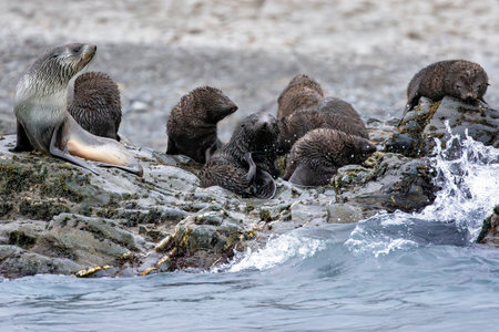 Group of Antarctic fur seal pups and a Blondie fur seal on rocks in the ocean at Fortuna Bay, South Georgia Island near Antarcticaの写真素材
