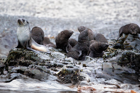 Group of Antarctic fur seal pups and a Blondie fur seal on rocks in the ocean at Fortuna Bay, South Georgia Island near Antarcticaの写真素材