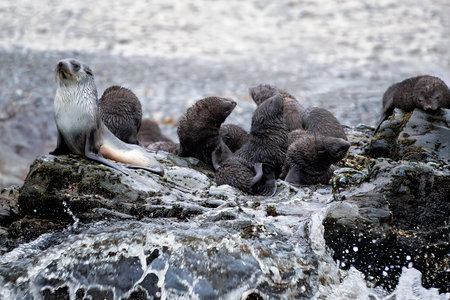 Group of Antarctic fur seal pups and a Blondie fur seal on rocks in the ocean at Fortuna Bay, South Georgia Island near Antarcticaの写真素材