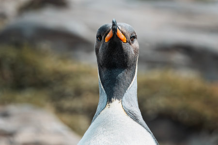 King penguin portrait taken at Leith Harbour in South Georgia Island near Antarcticaの写真素材