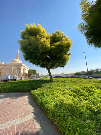 Heart-shaped tree in Dubai, United Arab Emirates