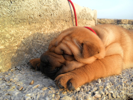Red sharpei puppy sleep on the beach in Herceg Novi, Montenegroの写真素材