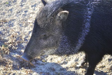 Close up of Collared peccary (Pecari tajacu) in the winter. In Zagreb Zoo, Croatia.の写真素材