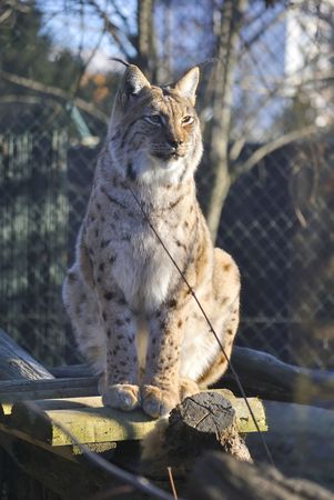 Sitting Eurasian lynx (Lynx lynx) in the winter. In Zagreb Zoo, Croatia.の写真素材