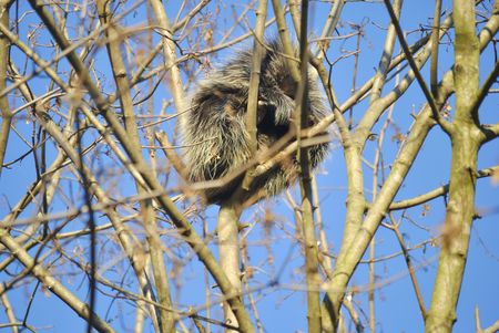 North American porcupine (Erethizon dorsatum) is on the tree in winter. In Zagreb Zoo, Croatia.の写真素材