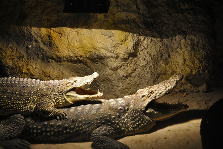 Two Nile crocodiles (Crocodylus niloticus) lie together with open mouths.の写真素材