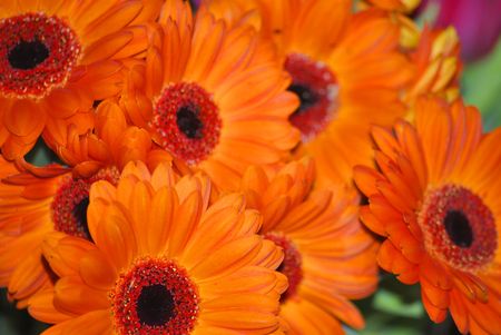 Close up of fresh orange gerbera flowers.の写真素材