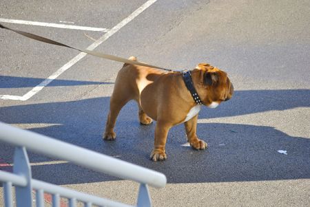 English bulldog going out for a walkの写真素材