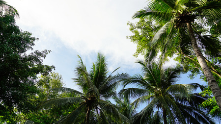 Blue sky with clouds lined up with trees, greens and leaves with space for copyの写真素材