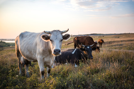 A small herd of cows grazing in a meadowの写真素材