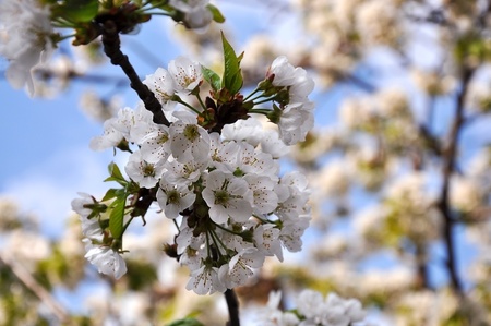 Blossoming cherry branches in springの写真素材