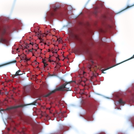 Bunches of red and ripe ashberries in winter 