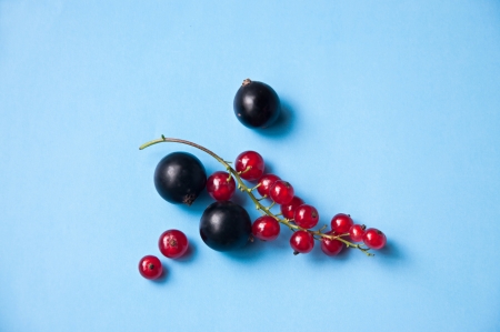 Bright and delicious red and black currant berries against blue background in studio environment  