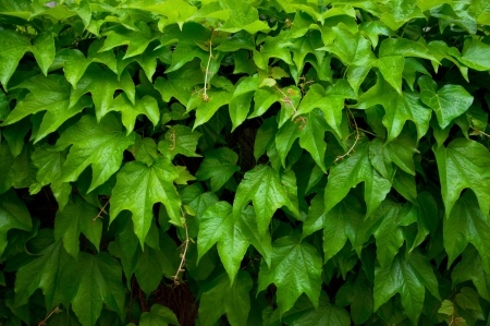 Background of green fresh lush leaves of ivy covered water drops after the rain with some young...