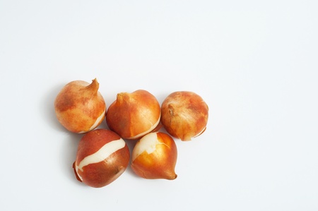 Still life made of group of beautiful ready to be plant five tulip bulbs on white background. Copy spaceの写真素材