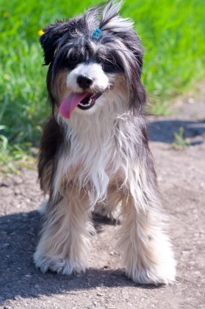 Funny, playful purebred Chinese crested dog puppy with cute hairstyle running and playing at nature, looking at camera, mouth open with long tongue. Against green backgroundの写真素材