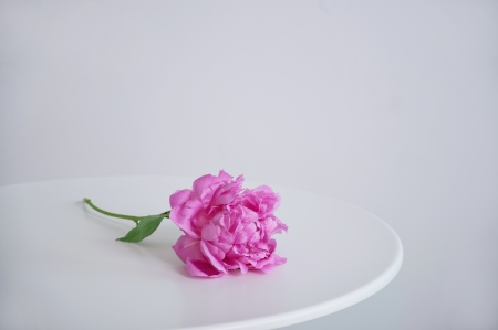 Single peony flower lying on a white tableの写真素材