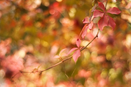 Yellow and red autumn leaves of a vine against colorful bokeh background