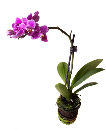 pink orchid flowersの写真素材