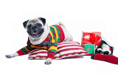 Funny, cute and playful pug dog pet wearing warm wollen knitted sweater, lying on the cushion, Christmas presents round it, smiling with toothy smile, looking at camera. Isolated on white backgroundの写真素材