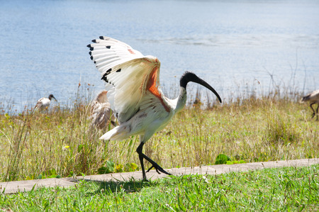 Black and white ibis walking on the pavvement among green grass, waving wings. Against blue water...