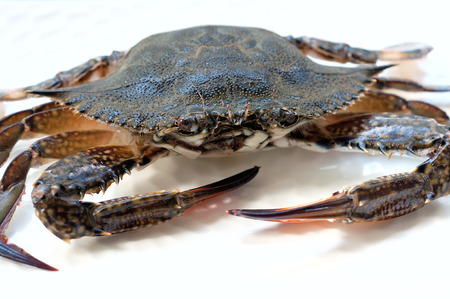 Raw blue crab before cooking, lying on a white plate, looking at camera. Over white background, main focus on the eyeの写真素材