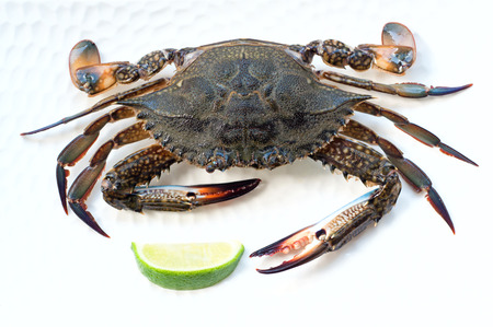 Raw blue crab before cooking, lying on a white plate with a lime slice. Over white backgroundの写真素材