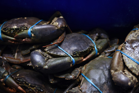Fresh delicious live mud crabs tied up and lying in the box at the fish market. Against blue background, copy spaceの写真素材