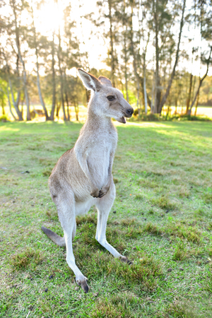 Wild grey kangaroos during sunsetの写真素材