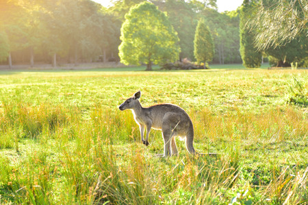 Wild grey kangaroos during sunset with backlight during golden hourの写真素材