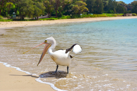 Beautiful curious white pelican opening his mouth on the beach on a sunny dayの写真素材