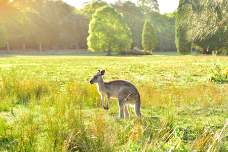 Wild grey kangaroos during sunset with backlight during golden hourの写真素材