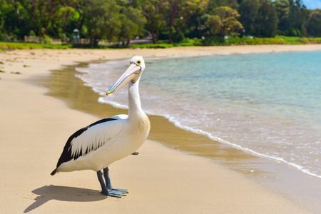 Beautiful curious white pelican on the beach on a sunny day