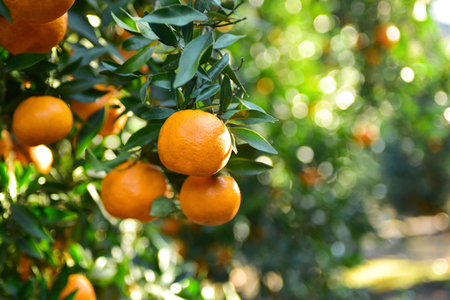 Ripe juicy sweet orange mandarins on a tree in the mandarin orchard. Selective focus.の写真素材