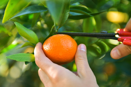 An unknown person pick up a mandarin from a tree with the help of scissors. Ripe juicy sweet orange mandarins on a tree in the mandarin orchard. Selective focus.の写真素材