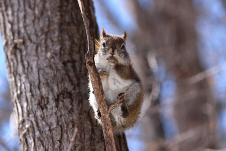 American red squirrel on bare branch in the winter eating a peanut