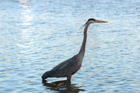 Great blue heron at dawn in a pondの写真素材