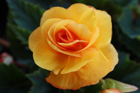 Closeup of a single yellow begonia flower, Illumination varietyの写真素材