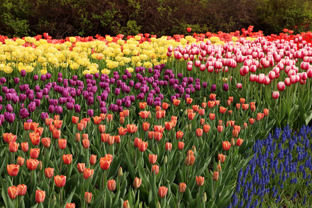 Spring tulips in full bloom at the Tulip Festival in Ottawa, Canadaの写真素材