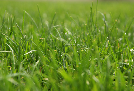 Natural grass background with bokeh  Selective focus in the centre 