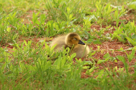 Baby Canada goose sleeping in the grassの写真素材