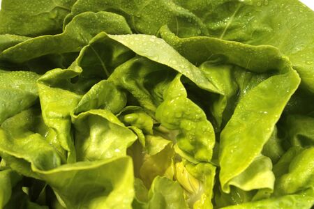 Fresh lettuceの写真素材