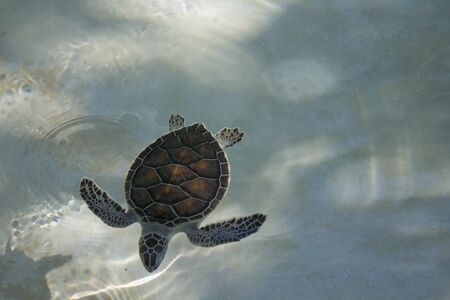 Turtle in the seaの写真素材