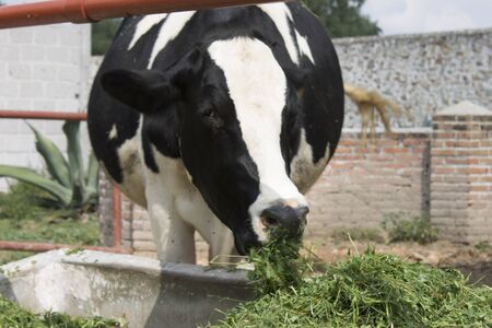 cow in stable grazingの写真素材