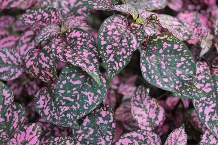 plants red purpule and greenの写真素材