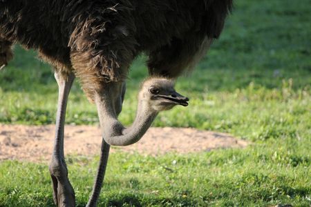 ostrich grey and brown and grass greenの写真素材
