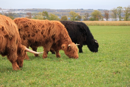 highland cow brown and blackの写真素材
