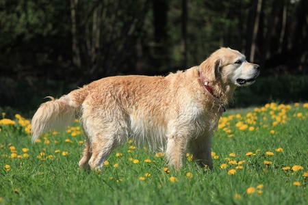 Labrador retriever brown and grassの写真素材