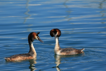 duck Grï¿½be huppï¿½