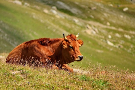 cow brown and grass greenの写真素材